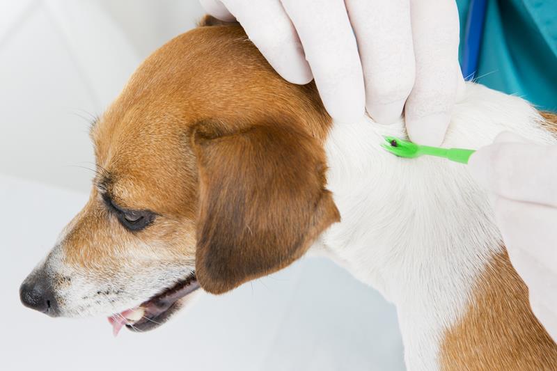 The Dangers of Fleas and Ticks: How to Prevent and Treat Parasites for Your Pets