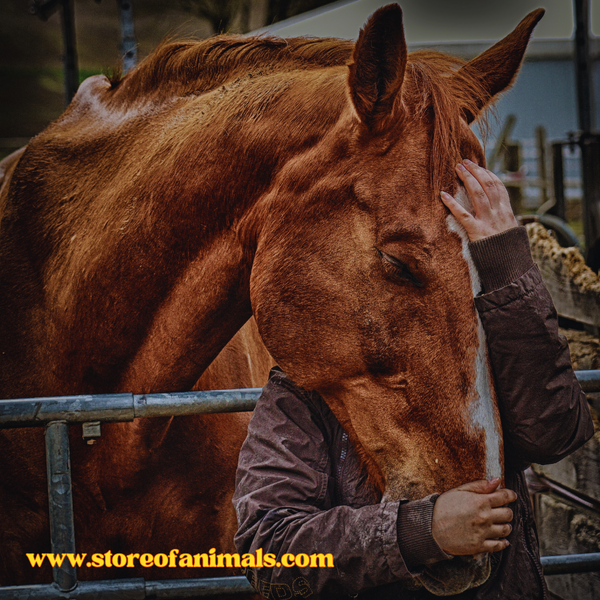 A Farm's Unspoken Connection