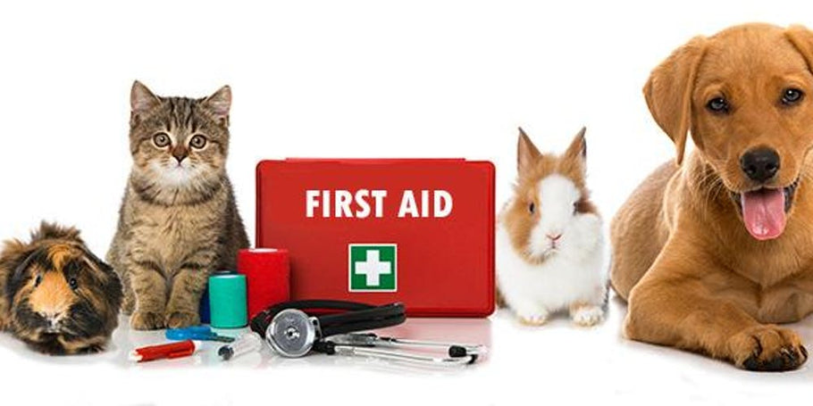 Pet First Aid: How to Handle Emergencies and Keep Your Animal Safe